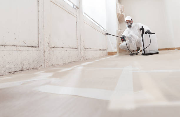 Black mold remediation team in Blain