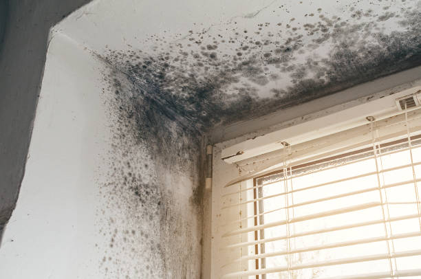 Mold Removal service in Blain